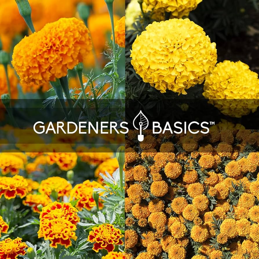marigoldsさん専用２　1000 Marigolds for Mom Mother's Day - Marigold Seed Packets